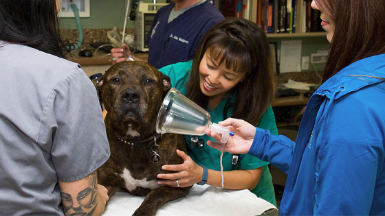 Emergency Vet Trends: Faster, Affordable Pet Care in 2025
